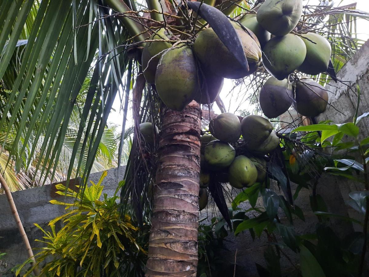 Eagle Homestay Tangalle Exterior foto